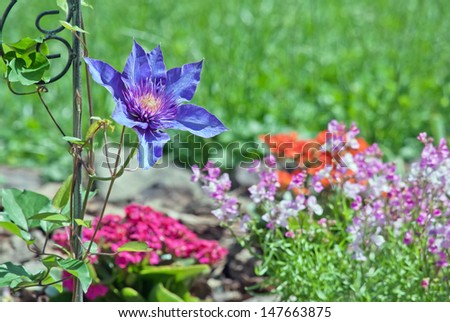 A Spring, colorful  flower garden with fresh, young growth.  The main focus on a single, large Clematis bloom.