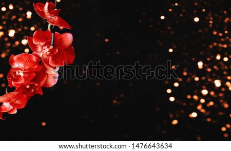 Orchid flowers on black  background with defocused lights. Image is with copy space