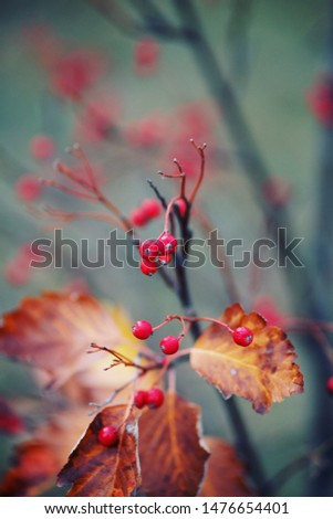 Autumn landscape. Tree leaves background. Fall season pictures