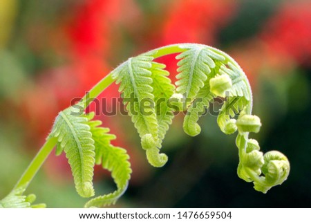 Ferns are not of major economic importance, but some are used for food, medicine, as biofertilizer