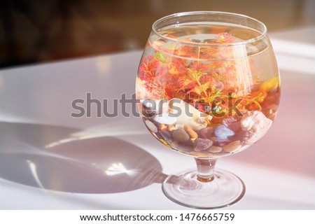 Aquarium in the form of a large bowl. Fish swims in the original fish tank. Fishbowl with water on a thin stem with a stand stands on the table.