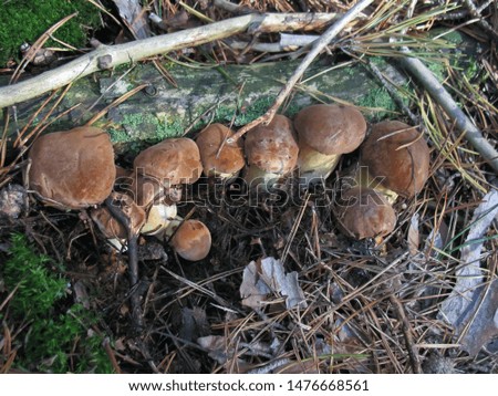 Close up picture of  wild mushroom in nature