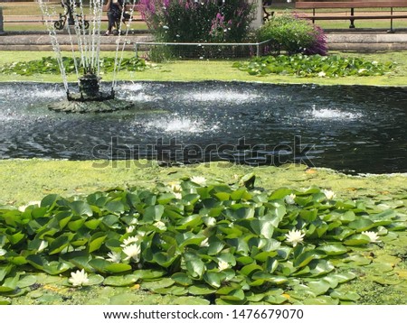 ornamental pool and water algae isolate background