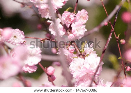branch of a blooming plum in spring sunny day on a green background of foliage is very gentle
