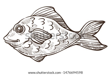 Bass isolated sketch fish, underwater animal with flippers or fins vector. Rounded body creature, swimming in sea or ocean. Wild water species, fishing food and fishery, marine or nautical symbol