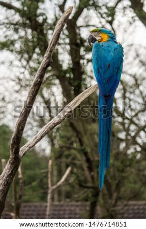 Ara ararauna-Blue and Yellow Macaw-Tropical Bird Land