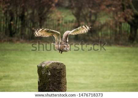 Bubo Ascalaphus - Savignys Eagle Owl