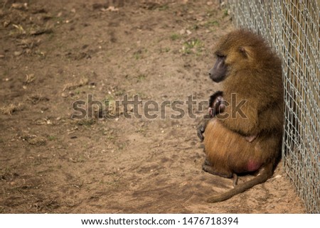 Papio papio-Guinea Baboon mother and child in captivity