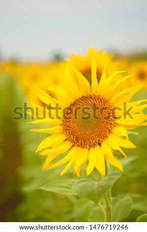 nice and warm in summer field with blooming sunflower blossoms.
