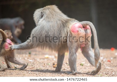 baboon family monkey with mom