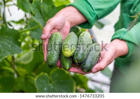 Women's hands holding ripe delicious cucumbers in a greenhouse made of polycarbonate