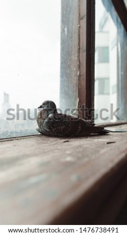 A pigeon sitting in an abandoned warehouse