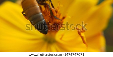Macro of a orange color stigma Daisy flower isolated in detailed view. sulfur cosmos in orange color. Flower in spring. Close up beautiful yellow flowers and bee on the pollen.