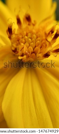 Macro of a yellow color stigma Daisy flower isolated in detailed view. sulfur cosmos in yellow color. Flower in spring. Close up beautiful yellow flowers and bee on the pollen.