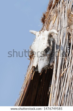 White skull of an animal with horns hanging on a reed roof on the blue sky background. Journey through the dwelling of ancient people


