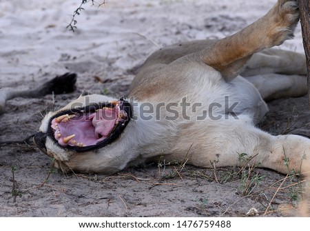 the big yawn of a tired lioness