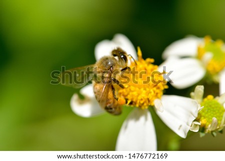 small bee on weeds flower, photo by macro photography