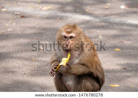 Monkey eating banana in the street.