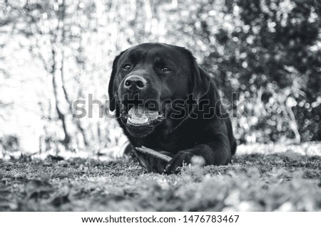 A black, young labrador retriever dog chewing on a stick.