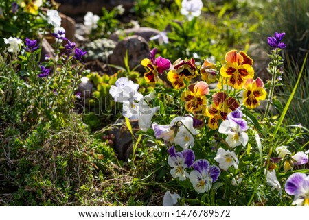 Beautiful background with cute flowers pansies in the garden