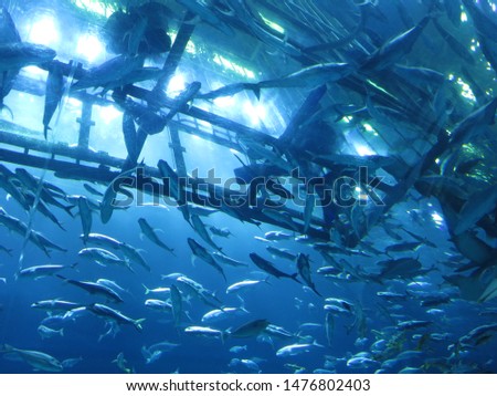 deep blue under the sea and shoal fishes