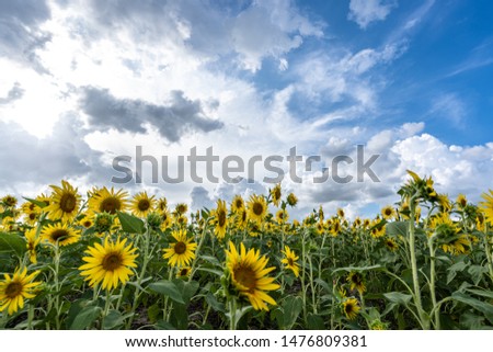 sunflower in hangzhou west lake park