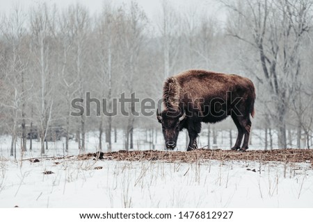 A female American Bison or American Buffalo grazing on hay surrounded by snow in Jester Park, Iowa, USA during the winter. 