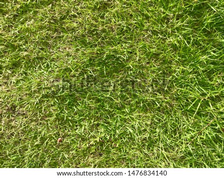 Green grass texture. Fresh spring background.