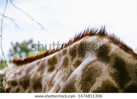 The back and fur of the giraffe