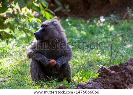 One baboon has found a fruit and nibbles on it