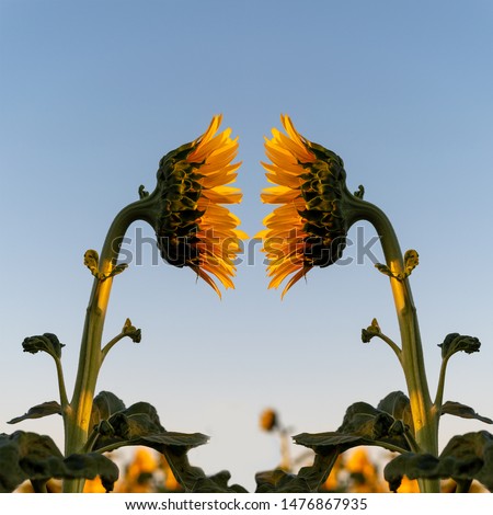 Sunflowers viewed from the side, facing one another, illustrating the psychological concept of mirroring, mirror image and projection Royalty-Free Stock Photo #1476867935