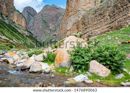 Beautiful view of water in mountain river and green bush growing in stones