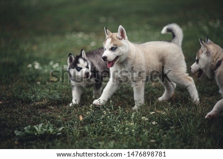 Dog Photography - Siberian Husky puppies