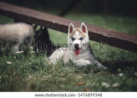 Dog photography - Siberian Husky Puppy