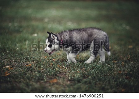 Dog photography - Siberian Husky puppy