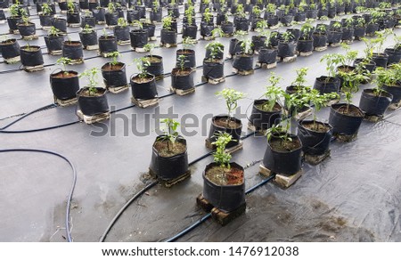 The chilli plantation using fertigation system Royalty-Free Stock Photo #1476912038
