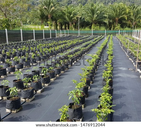 The chilli plantation using fertigation system Royalty-Free Stock Photo #1476912044