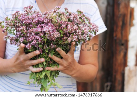 Hand holding a bouquet of oregano herbs