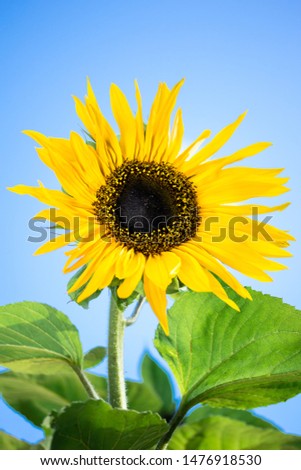 Sunflower with a background of blue sky