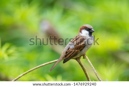Male Indian House Sparrow. The House Sparrow has all but disappeared from cities of India. Slowly making a comeback. Picture from Goa in India