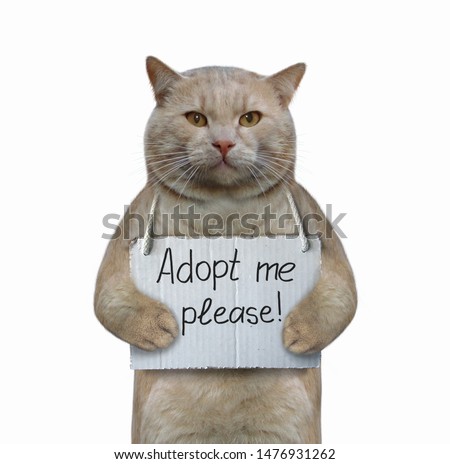 The homeless cat has the sign around his neck that says " Adopt me please ". White background. Isolated.