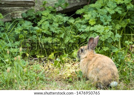 one cute brown bunny sitting on dense grass field nipping on grasses in front of bushes