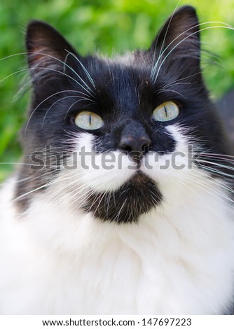 Black and white cat portrait outdoors