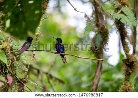 Hummingbird found in the Andes Highlands. Photo taken at Mashpi Lodge, Ecuador. Royalty-Free Stock Photo #1476988817