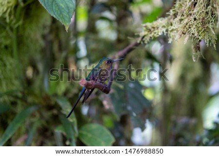 Hummingbird found in the Andes Highlands. Photo taken at Mashpi Lodge, Ecuador.