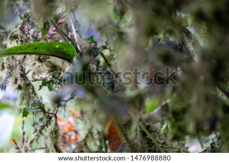 Hummingbird found in the Andes Highlands. Photo taken at Mashpi Lodge, Ecuador.