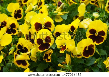Viola wittrockiana pansy inspire yellow blotch many flowers