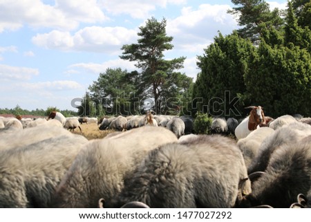 Goats guard the sheep heath