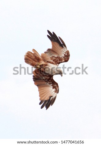 Beautiful brown white eagle flying majestically in sky for hunting on pray