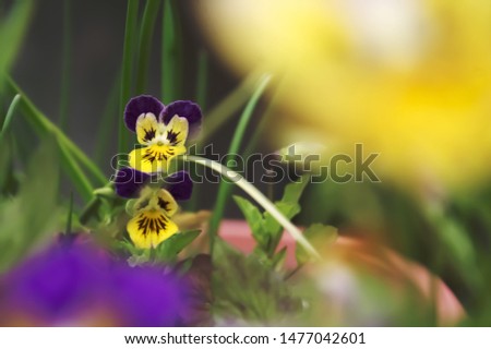 pansies in the garden, floral backgrounds.
